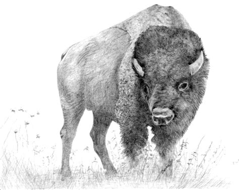 Bison drawing Drawing by Catherine Green