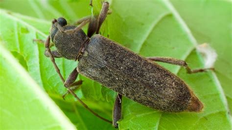 Japanese Long Horned Beetle