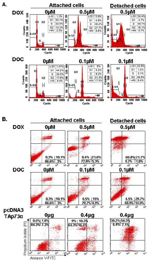 Cell Cycle Analyses And Apoptosis Detection In The Zr751 Cell Line By