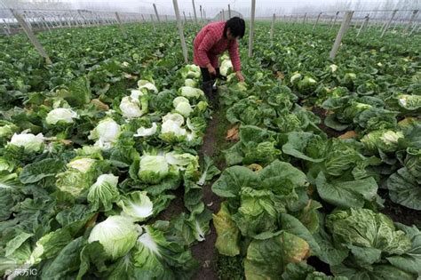 8月份立秋前後適合種什麼菜？推薦幾款適合8月份種植的蔬菜 每日頭條