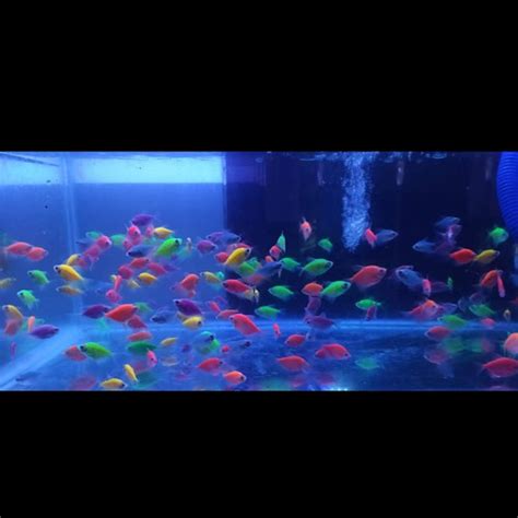 Jual Ikan Warna Warni Tetra Warna Lengkap Beli Gratis Biru