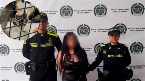 Perrito Animal Detalles del caso de la mujer que habría lanzado a un