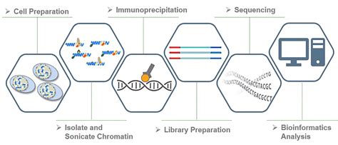 Transcription Factor Chip Seq Chip Seq Service Epigenetics