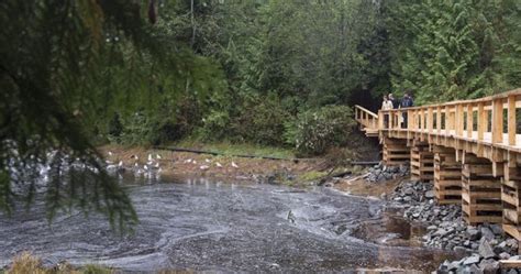 Conservation group buys out hunting rights in B.C. rainforest to ...