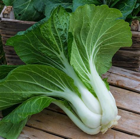 White Stem Pak Choi Seeds Etsy