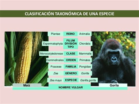 Tema 8 Clasificación De Los Seres Vivos I