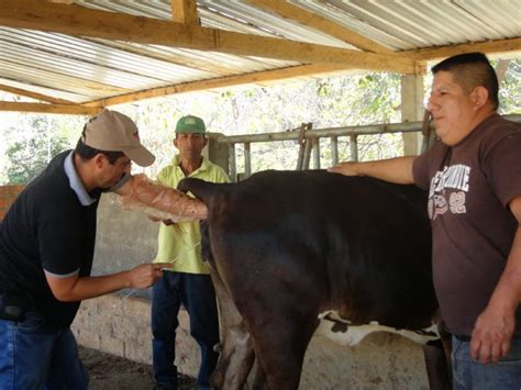 Mejoramiento Genetico En Bovinos Plan De Mejoramiento Bovino