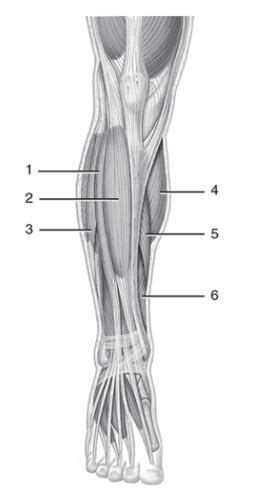 Bio Lab Exam Muscles Of The Leg And Foot Flashcards Quizlet