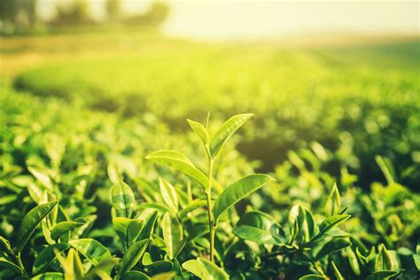 Fresh tea leaves in morning with sunlight 20666377 Stock Photo at Vecteezy