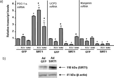 Effects Of Sirt1 Overexpression And Sirt1 Activity Modulators On Pgc 1 Download Scientific