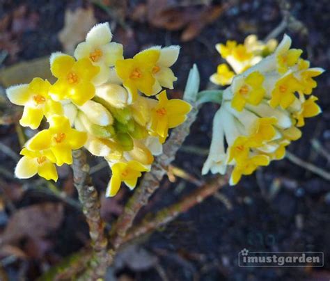 Yellow Daphne I Must Garden Blog