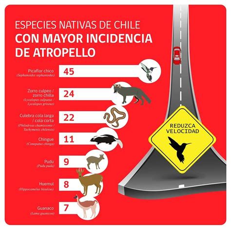 “lento Por La Fauna” Campaña Llama A Reducir Velocidad Para Proteger