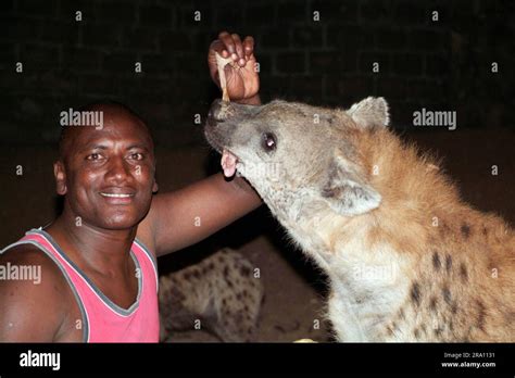 Man With Spotted Hyena At Night Harar Spotted Hyena Harrar Hyena