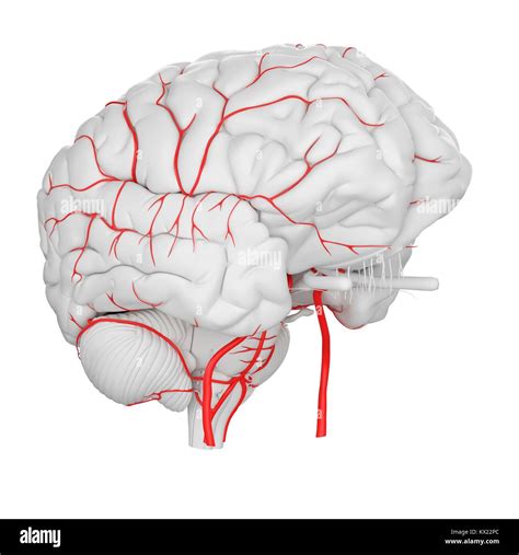 Human brain arteries, illustration Stock Photo - Alamy