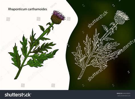 Leuzea Carthamoides Over Royalty Free Licensable Stock Vectors