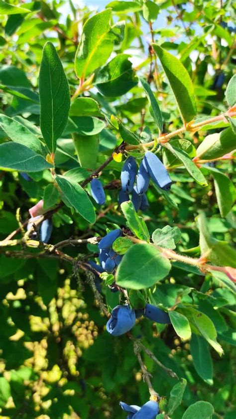 Haskap Berry Harvesting Photo Gallery Agronom Berries