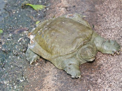 Chinese Softshell Turtle Care Ultimate Guide 46 Off