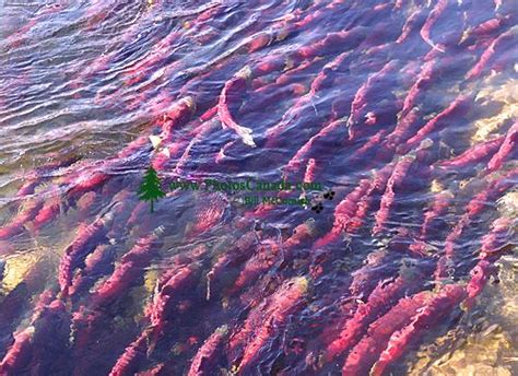 PhotosCanada Gallery Adams River Sockeye Run 2006 Salmon Photos