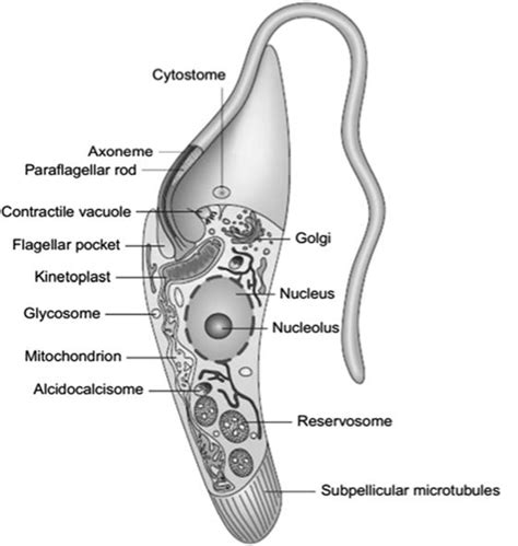 Ultrastructure Of Trypanosoma Cruzi And Its Interaction With Host Cells