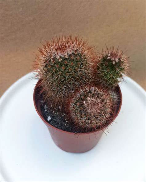 Acheter Cactus Mammillaria Marcosii En Ligne Indoorpoppies