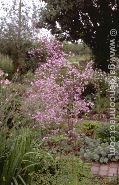 Meadow Rue Plant Finder Knights Garden Centres