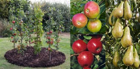 Columnar Fruit Trees Create An Orchard On Your Own Patio