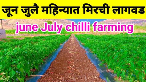 जून जुलै महिन्यात मिरची लागवड June July Chilli Farming पावसाळी मिरची लागवड Milind Bhor