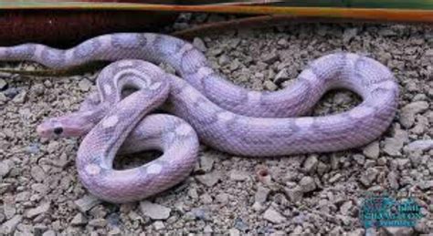 107 best images about corn snakes on Pinterest | Plush, Baby snakes and ...