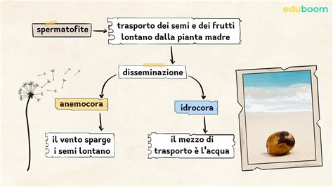 La Classificazione Delle Piante Scienze Naturali Prima Media