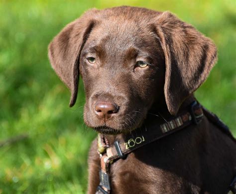 Do Labrador Coat Colors Matter - Myths & Facts | Snowy Pines