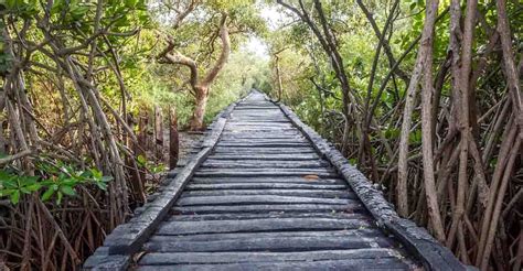 Explore The Picturesque Pichavaram Mangrove Forest Travel Near