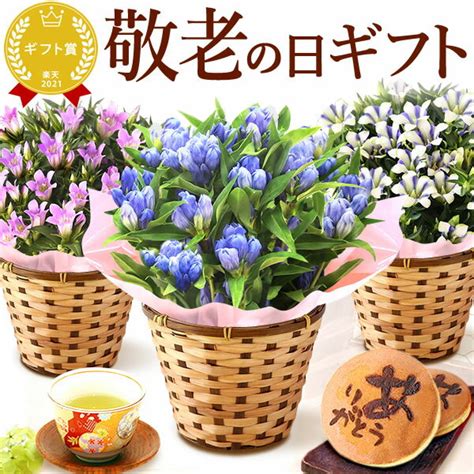 【楽天】敬老の日 プレゼント ギフト 花 鉢植え 生花 花鉢 どら焼き 竜胆 リンドウ りんどう 送料無料 スイーツ お菓子の売れ筋人気ランキング商品