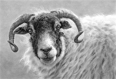 Swaledale Ewe Pencil Drawing Artist Nolon Stacey Sheep Drawing