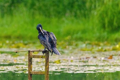 The Great Cormorant Phalacrocorax Carbo Known As The Great Black