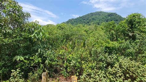 O Que E Vegetacao Nativa - Supressão de vegetação nativa no Paraná: o que muda com a IN 48/2025