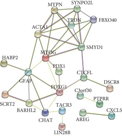 Identification Of A Key Node Within The Genetic And Epigenetic