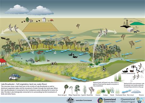 Wetlands The Heart Of Biodiversity Fos Media Students Blog