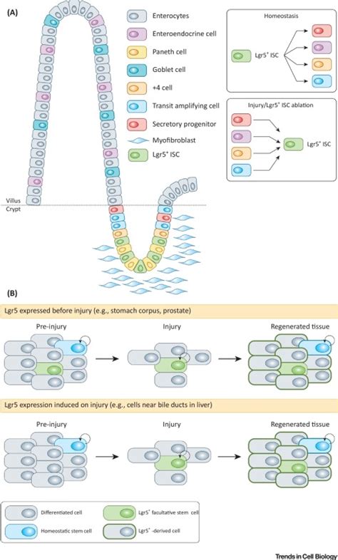 Recent Advances In Lgr Stem Cell Research Trends In Cell Biology