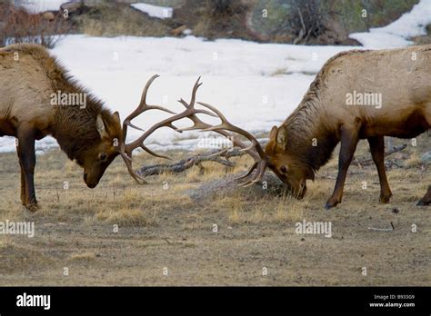 Two Bull Elk Fighting Stock Photo Alamy