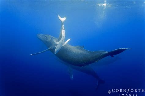 Humpback whale mother and calf. Size comparison. Wale, Humpback Whale ...