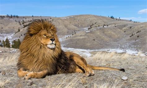Wildlife in Morocco - Types of Moroccan Animals - A-Z Animals