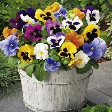 Well Watered Viola Tricolor Var Hortensis Pansy Flower Plant