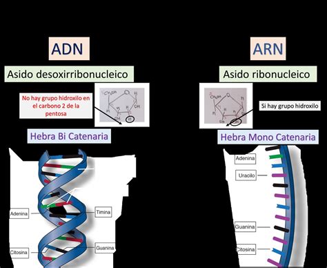 Semejanzas Entre Adn Y Arn