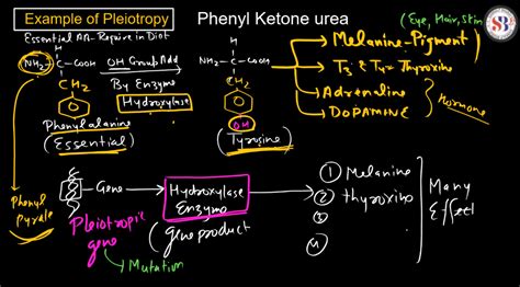 Pleiotropy - Definition, Examples in Humans, Animals