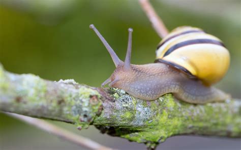 Wallpaper Nature Closeup Insect Snail Slug Makro Canoneos60d