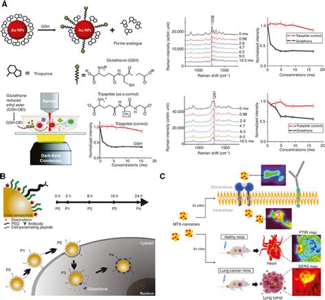 Multi Mode Imaging For Drug Release Monitoring A Ucl T Mri