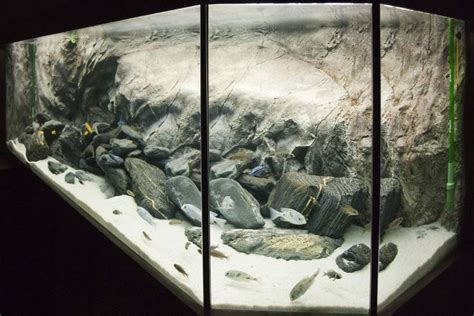 203 Gallon Malawi Tank Malawi Tanks Amazing Aquariums Fish Tank