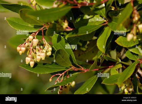 Arbutus Unedo Rubra Hi Res Stock Photography And Images Alamy