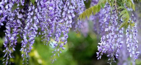 Pourquoi Ma Glycine Ne Fleurit Pas Promesse De Fleurs