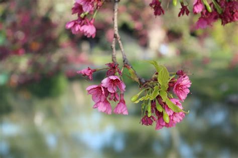 Recopilaci N Imagen Cerezo De Flor Japones Abzlocal Mx